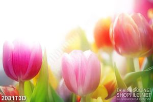 Tranh 3d  trang trí vườn hoa tulip nhiều màu sắc sặc sỡ