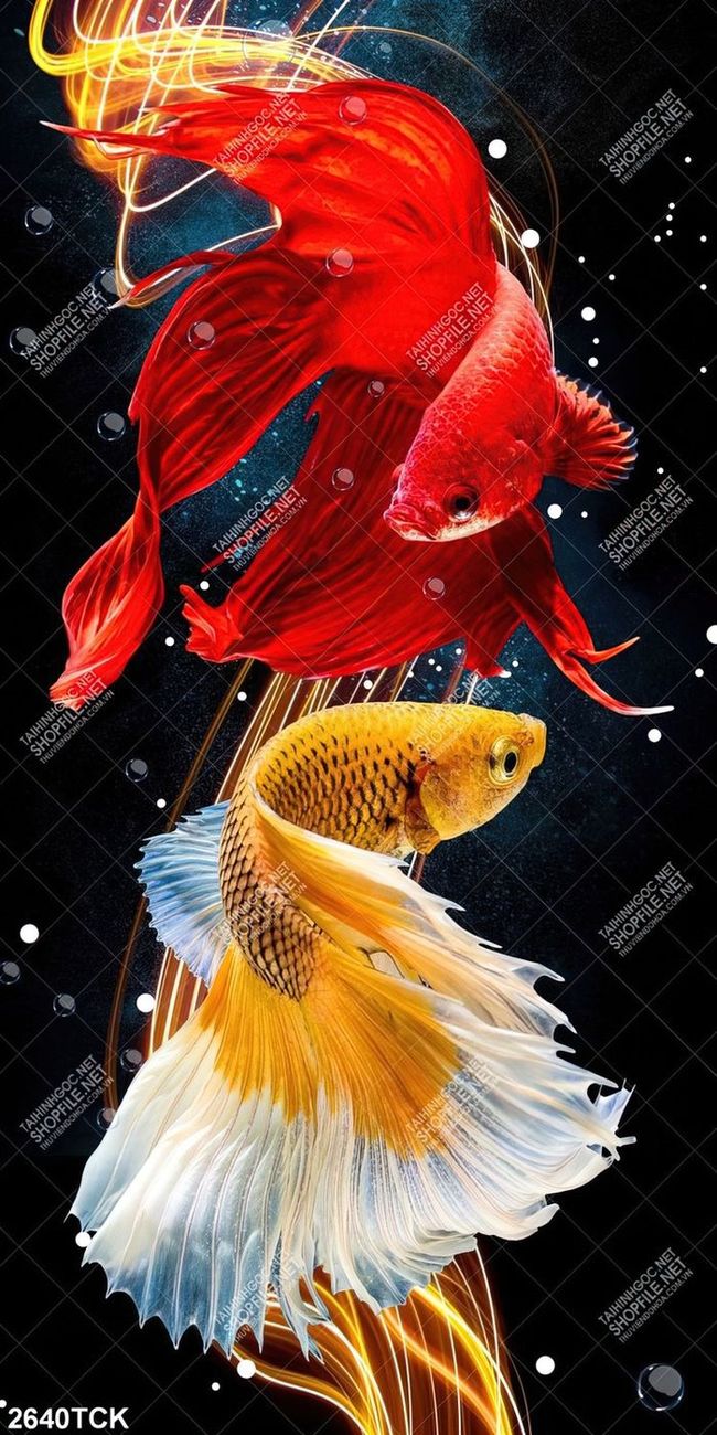 Painting of two beautiful myrtle fish with long tails in 3d printing