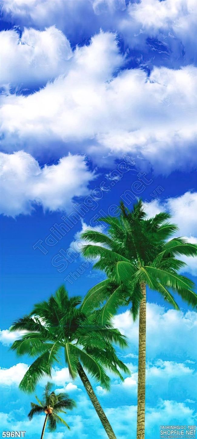 Tranh bầu trời và cây dừa