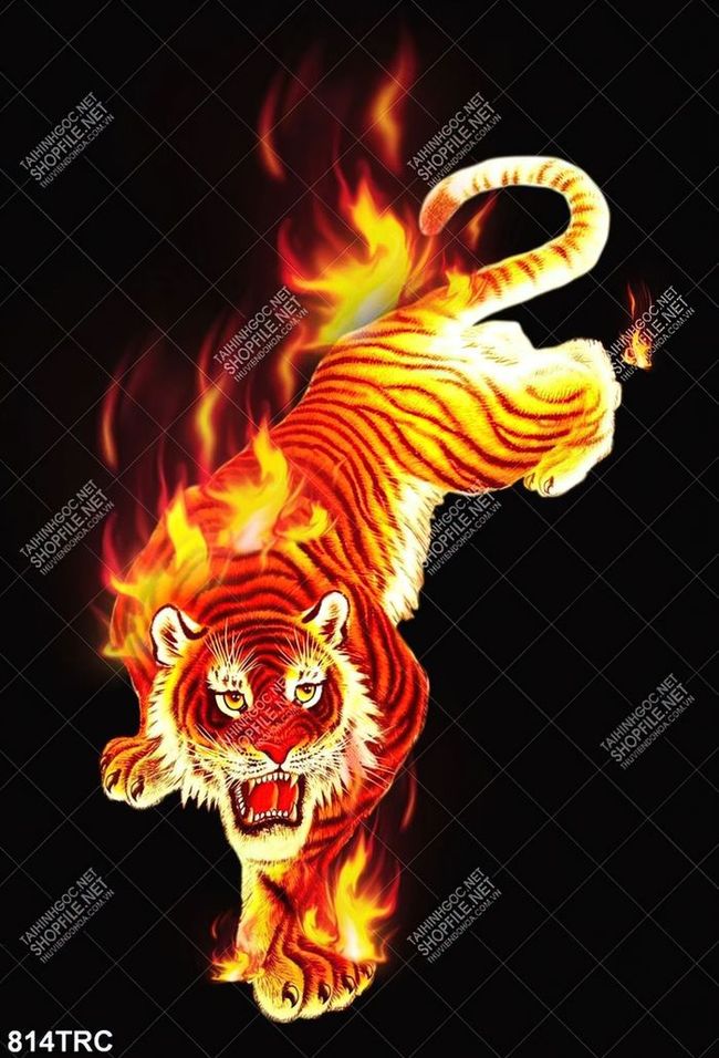 Hình nền con hổ tròn enveloped Ngọn lửa 2560x1600 wallup 1039394 Hình nền đẹp hd WallHere