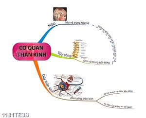 Tranh dạy bé học về cơ quan thần kinh