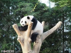 Tranh gấu trúc và thiên nhiên