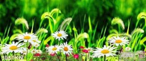 Tranh hoa Cúc trang trí treo tường đẹp