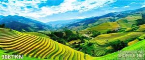 Tranh ruộng bậc thang Tây Bắc