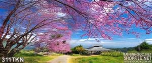 Tranh rừng đào nghệ thuật trang trí phòng khách