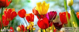 Tranh hoa tulip in tranh kính