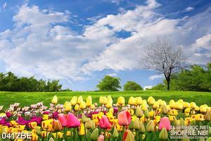 Tranh treo bếp cánh đồng hoa tulip