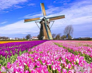 Tranh cối xay gió trên cánh đồng tulip 3d