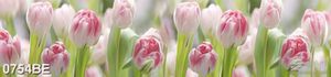 Tranh psd bếp vườn hoa tulip