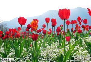Tranh cánh đồng hoa tulip treo bếp