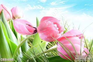 Tranh bếp những bông hoa tulip