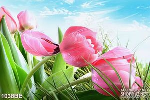 Tranh hoa tulip trong mưa treo bếp