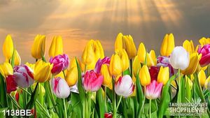 Tranh cánh đồng hoa tulip in uv bếp