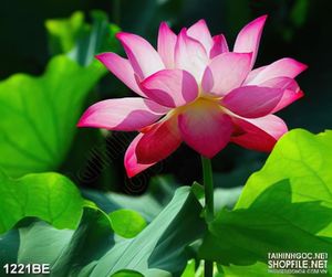 Tranh đóa sen hồng nỡ rộ treo bếp