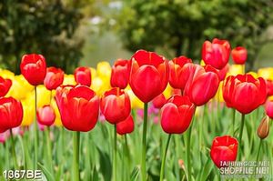 Tranh treo bếp cánh đồng hoa tulip