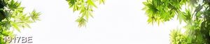 Tranh bầu trời nắng dưới tán lá xanh trang trí tường bếp