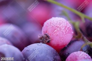 Tranh trái chín treo tường bếp