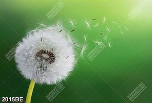 Tranh kính hoa bồ công anh ốp tường bếp