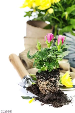 Tranh chậu hoa nhỏ trên tường bếp
