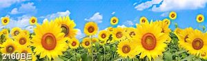 Tranh kính ốp bếp hoa hướng dương khoe sắc