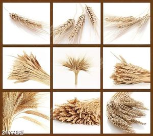 Tranh bộ ghép treo bếp bông lúa mạch