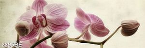 Tranh hoa lan Hồ Điệp trang trí tường bếp