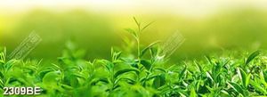 Tranh treo phòng bếp ngọn trà xanh mơn mởn