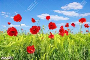 Tranh cánh đồng hoa và cỏ trang trí tường bếp