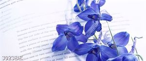 Tranh treo bếp bông hoa tím trên trang xách