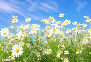 Tranh cánh đồng cúc họa mi tươi đẹp trang trí tường bếp