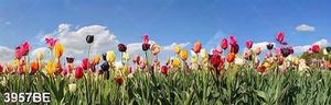Tranh khổ ngang cánh đồng hoa tulip dưới bầu trời nắng treo tường bếp