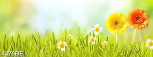Tranh canvas hoa cỏ tươi đẹp trang trí tường bếp
