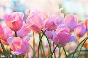 Tranh canvas vườn hoa tulip đẹp trang trí tường bếp