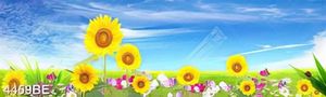 Tranh kính 3d hoa hướng dương ốp tường bếp
