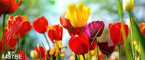 Tranh canvas hoa tuy líp đẹp trang trí tường nhà bếp