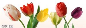 Tranh phòng ăn nhà bếp sắc màu hoa tulíp