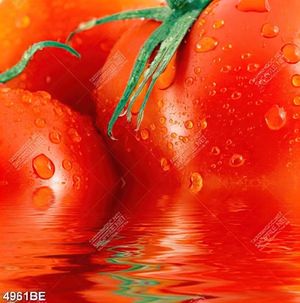 Tranh treo bếp cà chua chín đỏ mọng