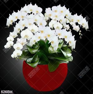 Tranh bình hoa treo tường những nhành hoa phong lan trắng