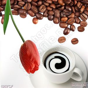 Tranh bông tulip bên những hạt cà phê đen