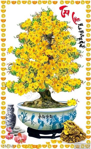 Chậu bonsai mai tài lộc năm mới