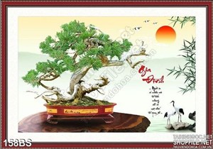 Chậu bonsai cây sung gia đình sum vầy