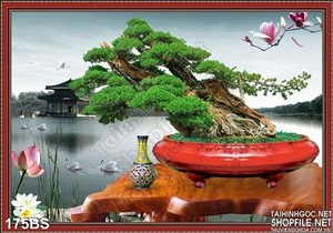 Chậu bonsai gốc lớn và hồ nước