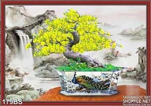 Chậu bonsai hoa mai chim công đẹp