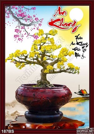 Chậu bonsai cây mai năm mới an khang 2020