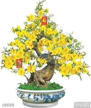 Chậu bonsai hoa mai tết 2020