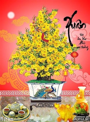 Chậu bonsai hoa mai ấn tượng ông thọ