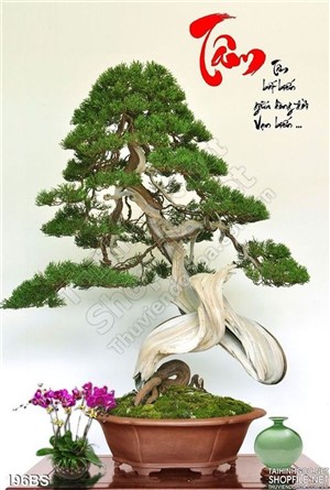 Chậu bonsai dáng độc lạ chữ tâm