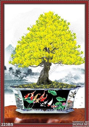 Chậu bonsai hoa mai