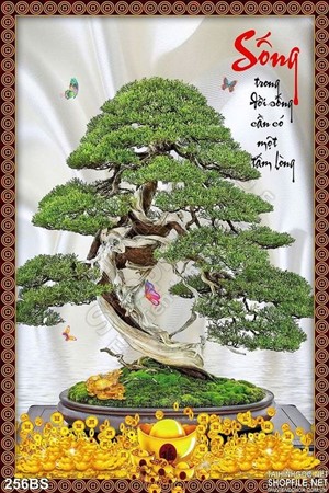 Chậu bonsai kiểu dáng độc đáo chứ sống