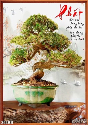 Chậu bonsai nhật bản đẹp chữ phát